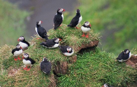 Puffins near Dyrhólaey