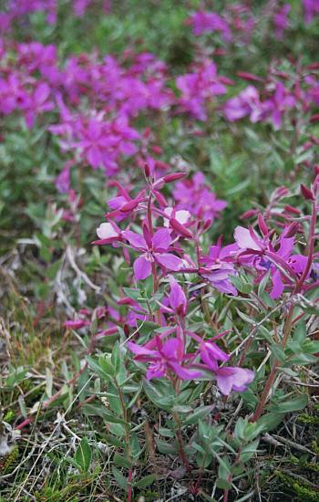 Arctic Willowherb