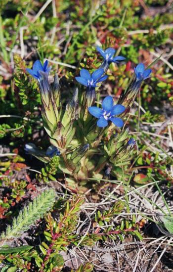 Gentian