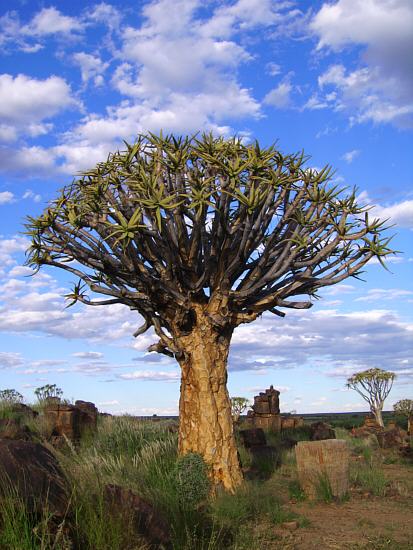 Quiver trees