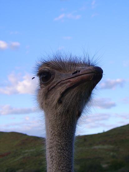 Ostrich head