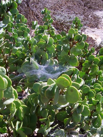 plate leaf plant