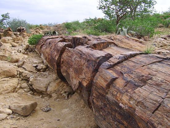 petrified forest