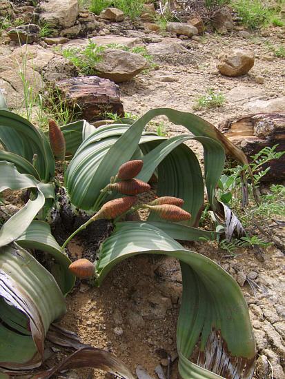 Welwitschia mirabilis