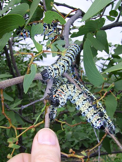 Mopane-Raupen