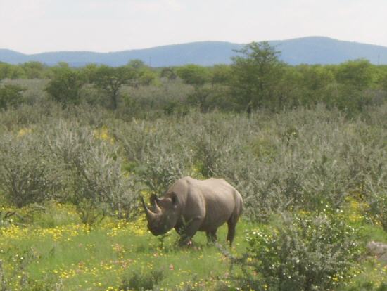 Black rhinoceros