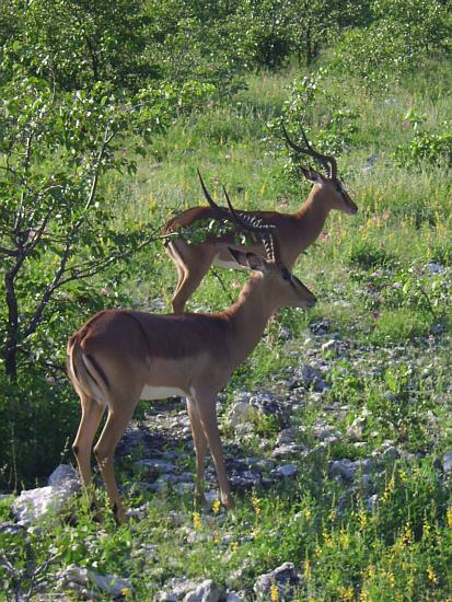 Impalas