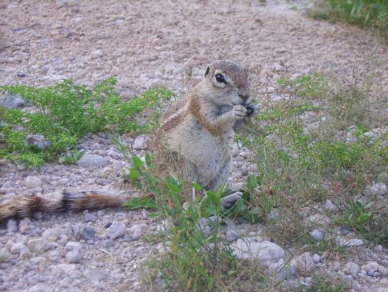 Ground squirrel