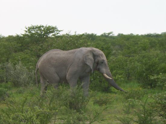 Elephant