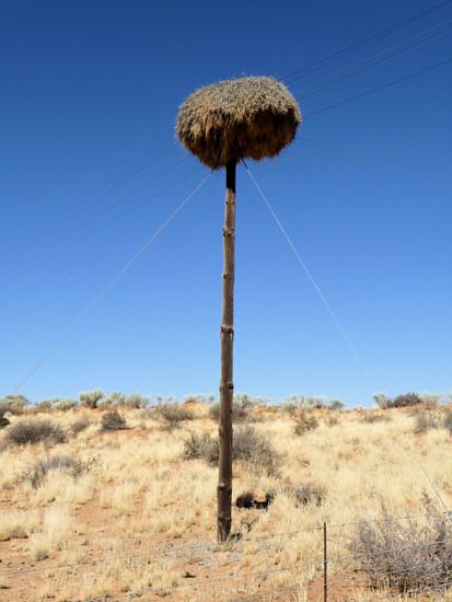 nest of the sociable weaver