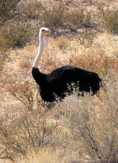 ostrich