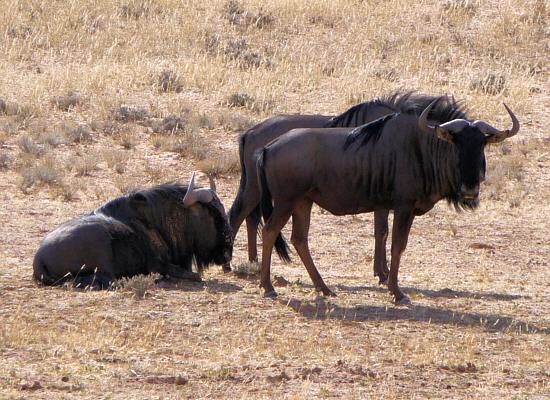 blue wildebests