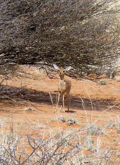 steenbok