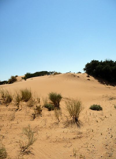 Kalahari