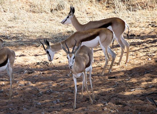 springboks