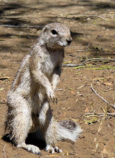 ground squirrel