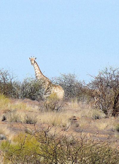 Giraffe