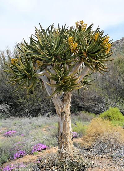 blossomed quiver tree