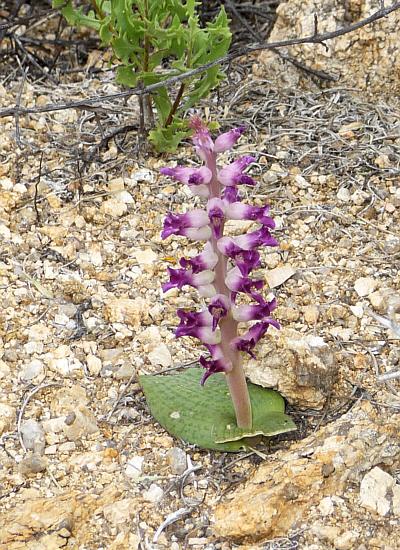 lachenalia carnosa