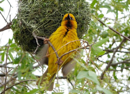 masked-weaver