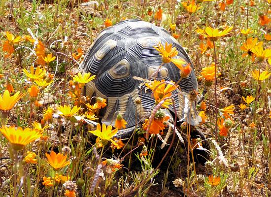 rennende Schildkröte