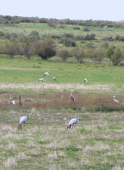 blue crane