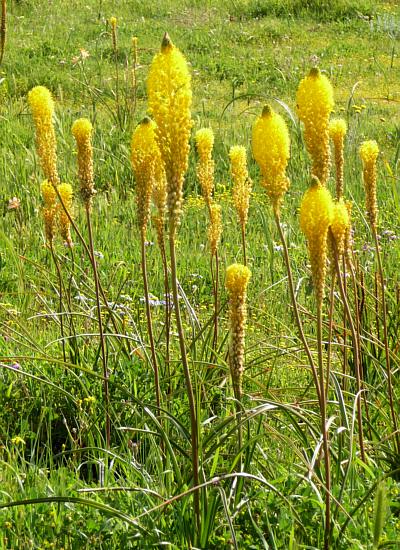 bulbinella latifolia