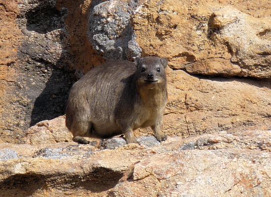 rock dassie