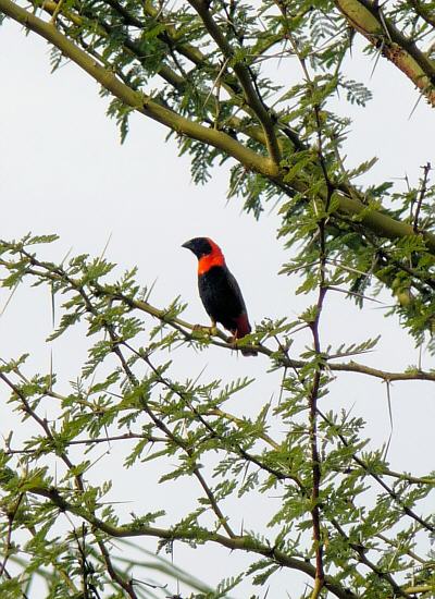 red bishop