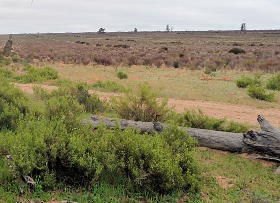 Rooibos-Plantage