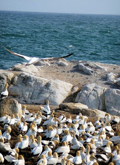 cape gannets