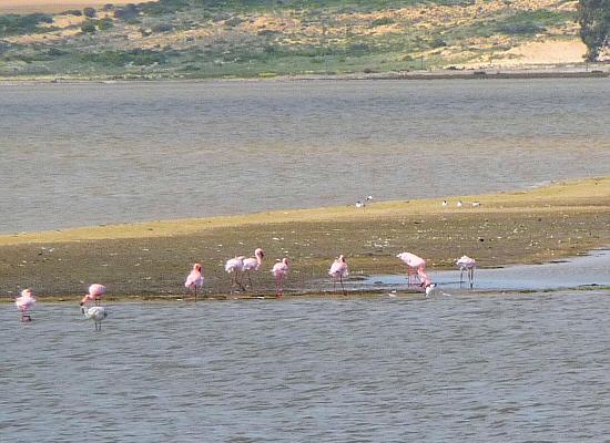 flamingos