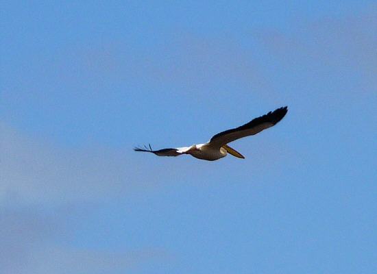 flying pelican