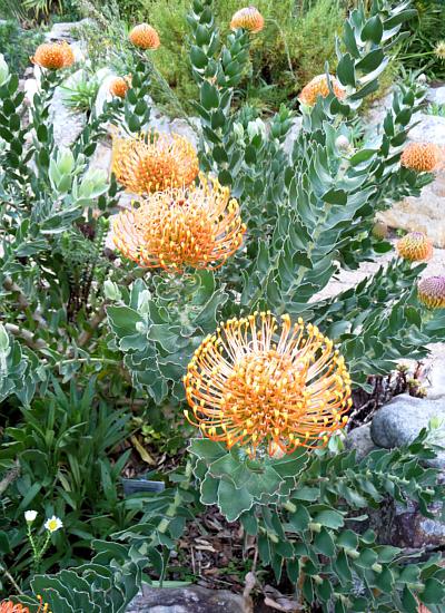 Protea