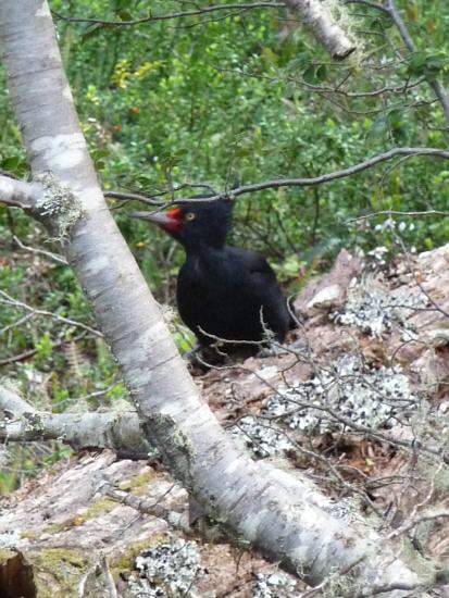 female of Magellanic Woodpecker