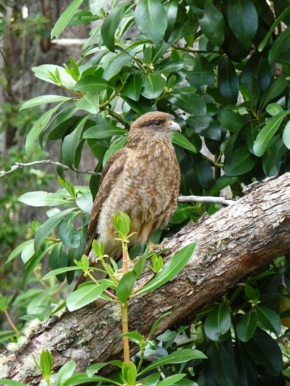 Cinereous Harrier