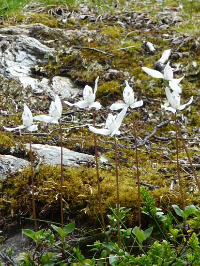 White Dog Orchid