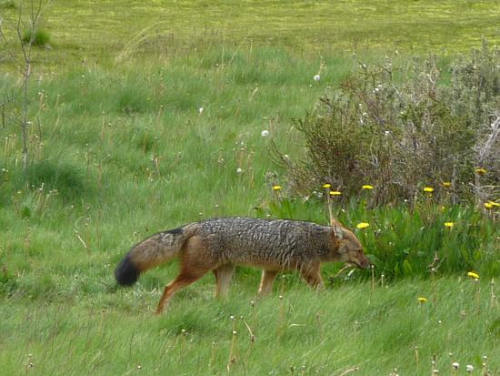 Andenfuchs