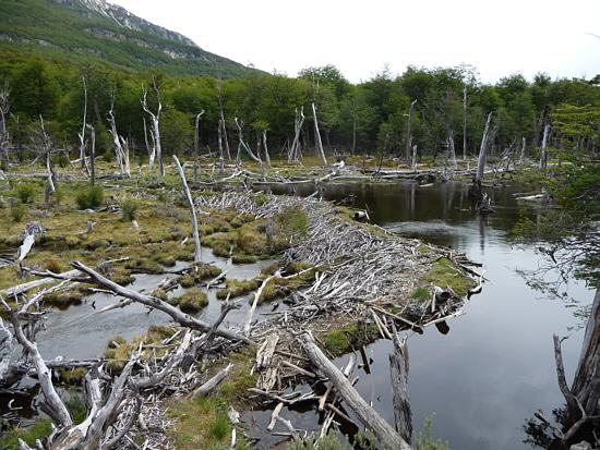 old beaver's lodge