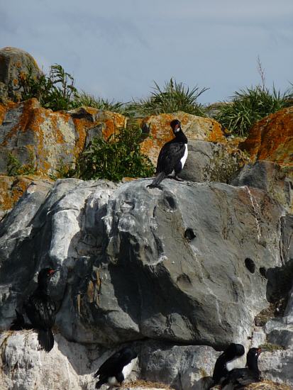 Rock Cormorant