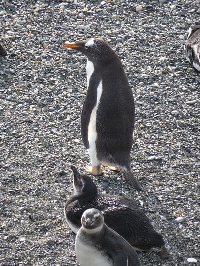 Eselspinguin