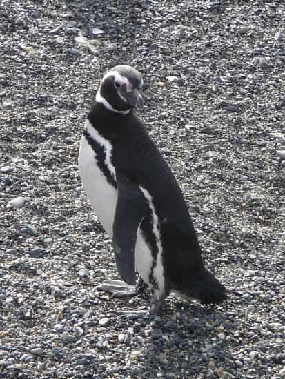 Magellanic Penguin