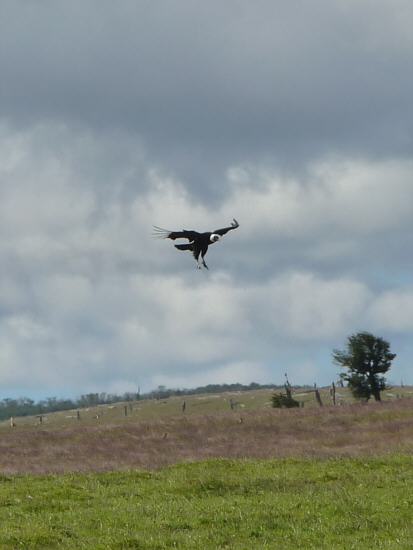 Andean Condor