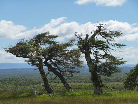 trees in the wind