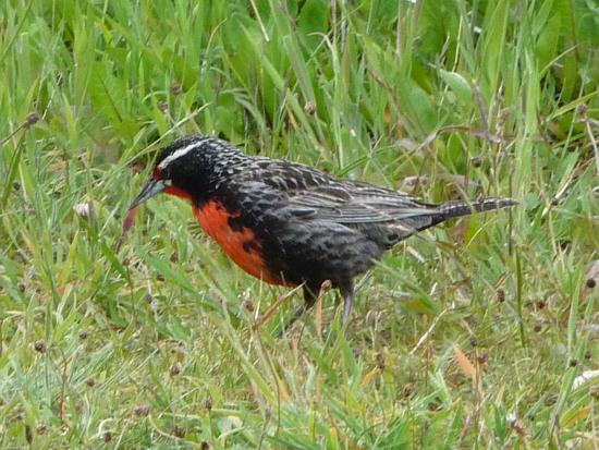 male of Long-tailed Meadowlark