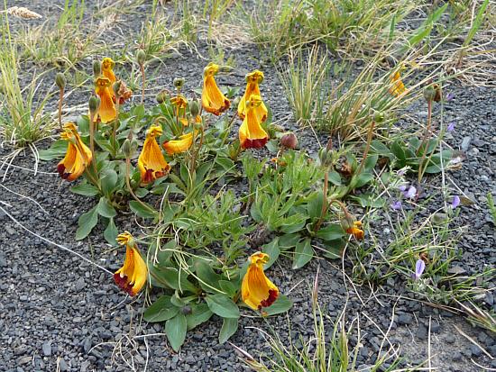 Niedrigwüchsige Pantoffelblume oder Darwins Pantoffelblume