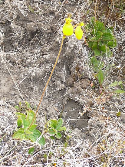 Zweiblütige Pantoffelblume