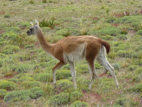 Guanaco