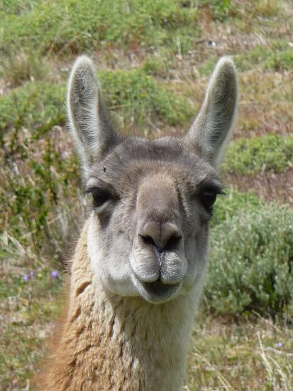 peaceably Guanaco