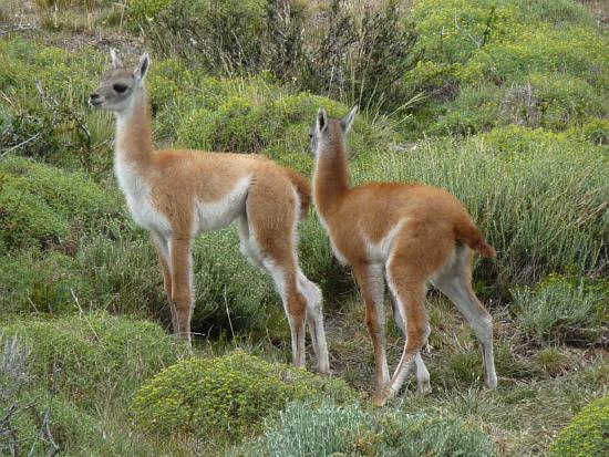 kids of Guanaco